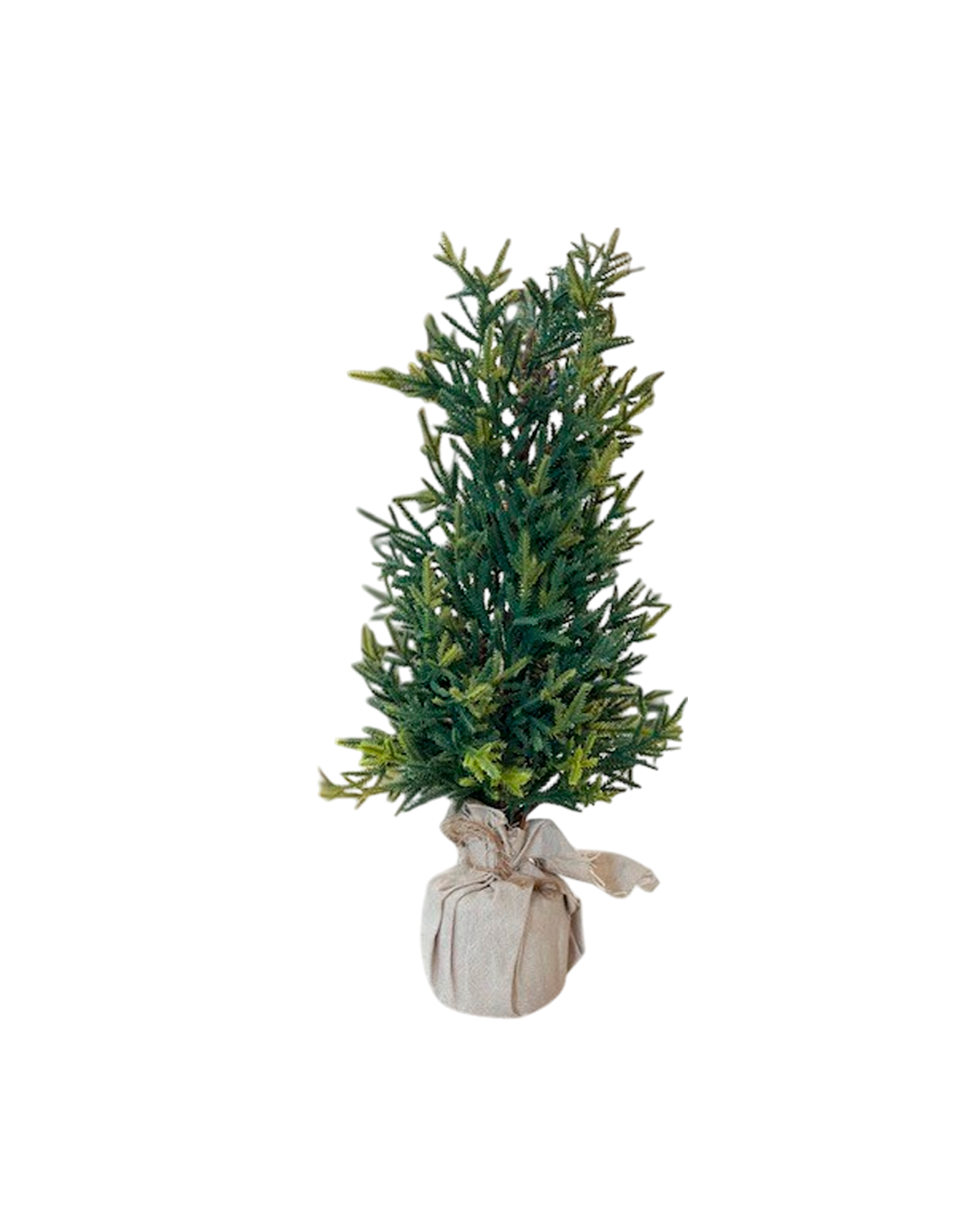 24" LYCOPODIUM TREE IN PLAID SACK